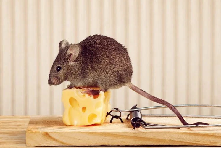 Rats & Rodents Control Service