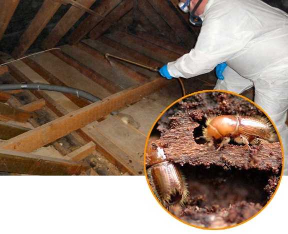 Wood Borer Control Service