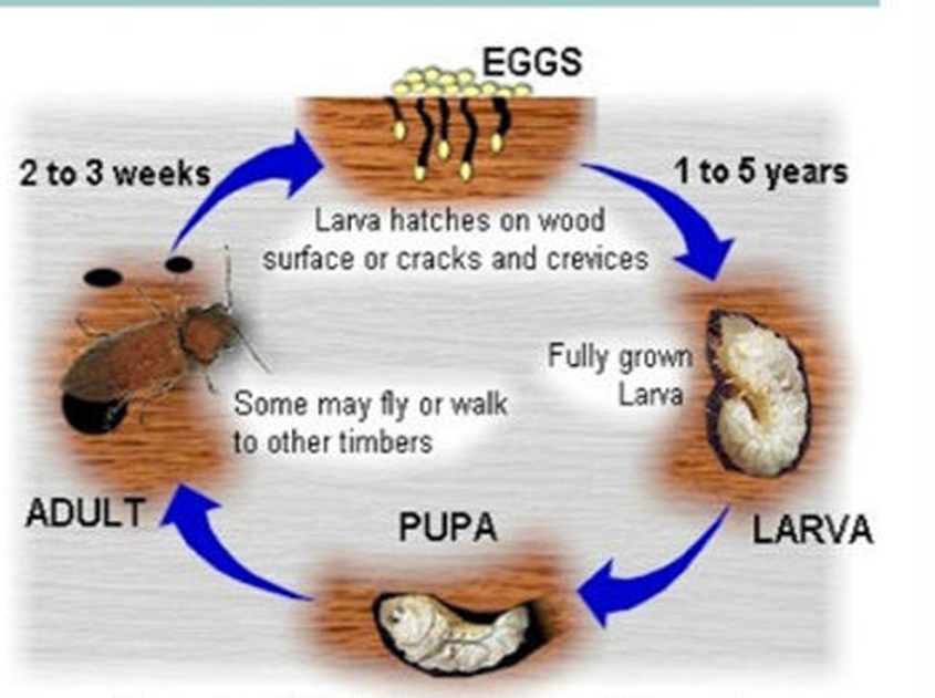 Wood Borer Life Cycle